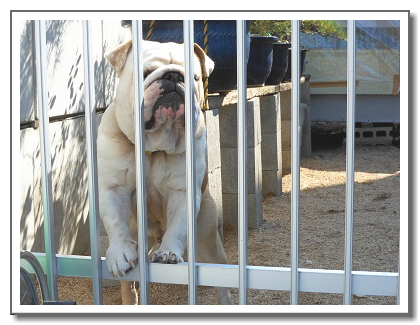 大平税理士事務所,番犬